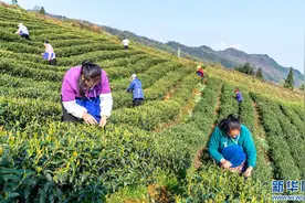 云南绥江：茶园叠翠春满园图片