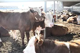 从养殖场到黑标店，拼多多“千亿扶持”改写产业带生意逻辑图片