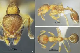 中国团队新发现28种蚂蚁，命名凑齐24节气和四季图片