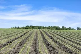 实施方案印发！事关黑龙江三种农作物补贴资金图片