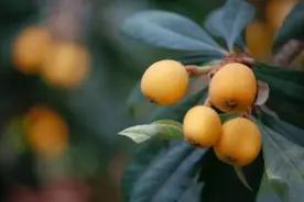 软萌甜味足，金山本地枇杷上市啦！图片