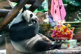 是个姑娘！旅俄大熊猫新生幼崽的性别确定图片