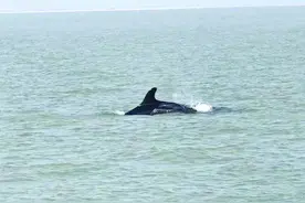 成群伪虎鲸“造访”南通如东沿海风电场海域图片