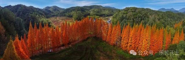错过等一年！龙栖山水杉即将迎来最佳观赏期