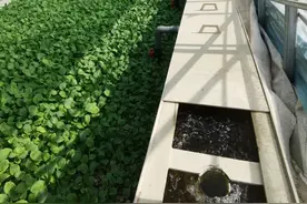 活水养鱼，肥水种菜，菜净化水，这一模式可节水90%！图片