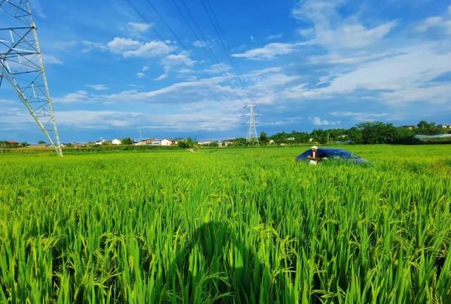 乐游绵阳 清凉一夏 ‖ 又是一年稻花香，游仙这个村庄美成治愈系油画！