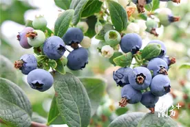 5G盆栽蓝莓上市，快来连南尝鲜图片