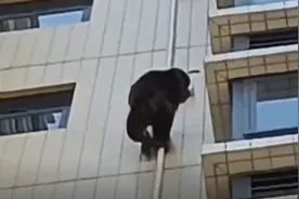 广东韶关有猩猩攀爬居民楼？物业：报警了没抓住，暂未造成困扰图片