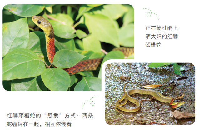 欢迎来到疯狂动物城·罗湖分城