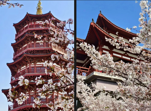 错过再等一年！河南樱花地图上新→