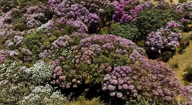 楚雄版“莫奈花园”藏不住啦！让你“五一”假期一次看过瘾