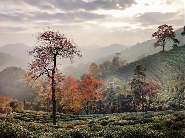 晚潮｜琅珰十里行，满目秋光尽染黄