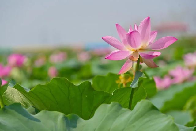 邯郸冀南新区丨满屏荷花！夏日顶流上线！