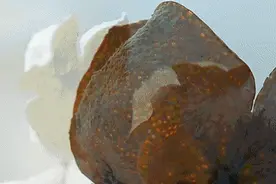 秋冬煮茶炖牛羊肉，有这一味绝了！百年陈皮，千年人参图片