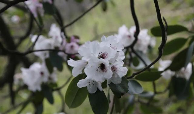 四月赏花图鉴，赴一场山花烂漫的仙境之约~