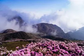 贵州盘州：万亩野生高原矮杜鹃盛开引客来图片