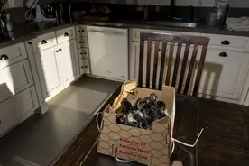 美国“蛋荒”：价格再创新高，更多家庭开始养鸡？图片