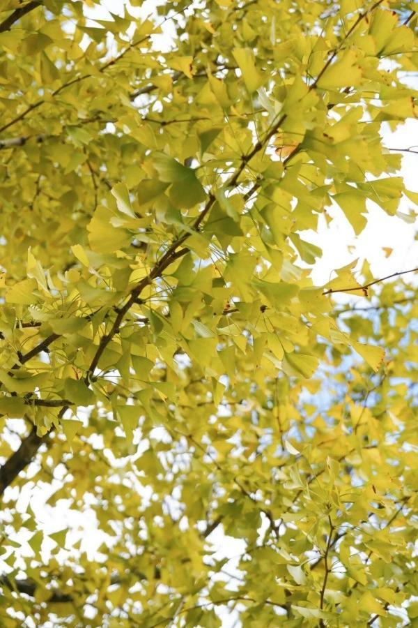 醉美秋色！福州鼓岭迎来“颜值巅峰”期！