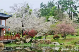 武汉位列清明赏花游十大热门城市，江城踏青正当时图片