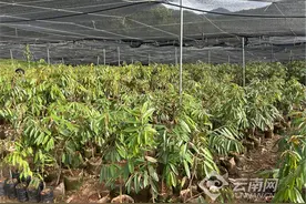 黑刺猫山王榴莲在耿马县孟定镇落户试种图片
