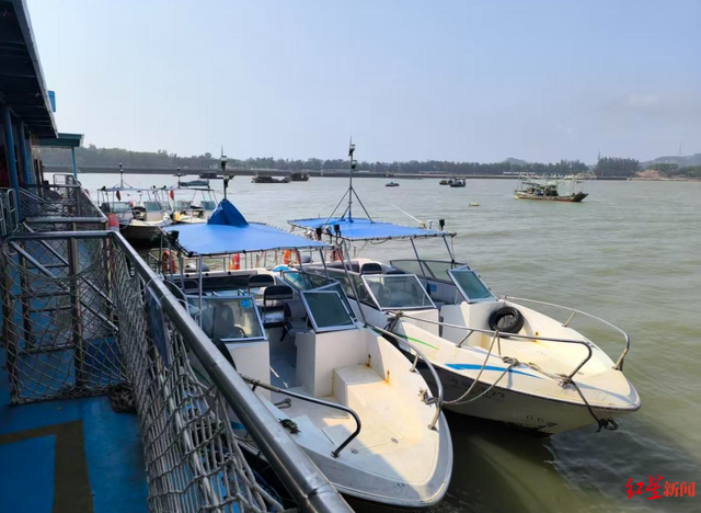 广西钦州三娘湾 “出海观豚” 乱象：十余艘船围堵，小海豚遭追后死亡，有船长称看不到退票，怕亏钱不停追