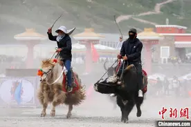 青海玉树：赛牦牛比赛精彩上演 趣味十足图片