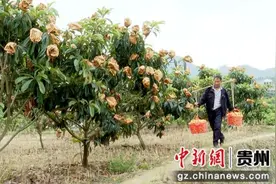 贵州普定枇杷成熟迎丰收图片