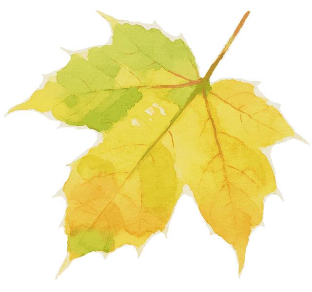 秦淮花事｜乌桕斑斓，半城秋色入画来