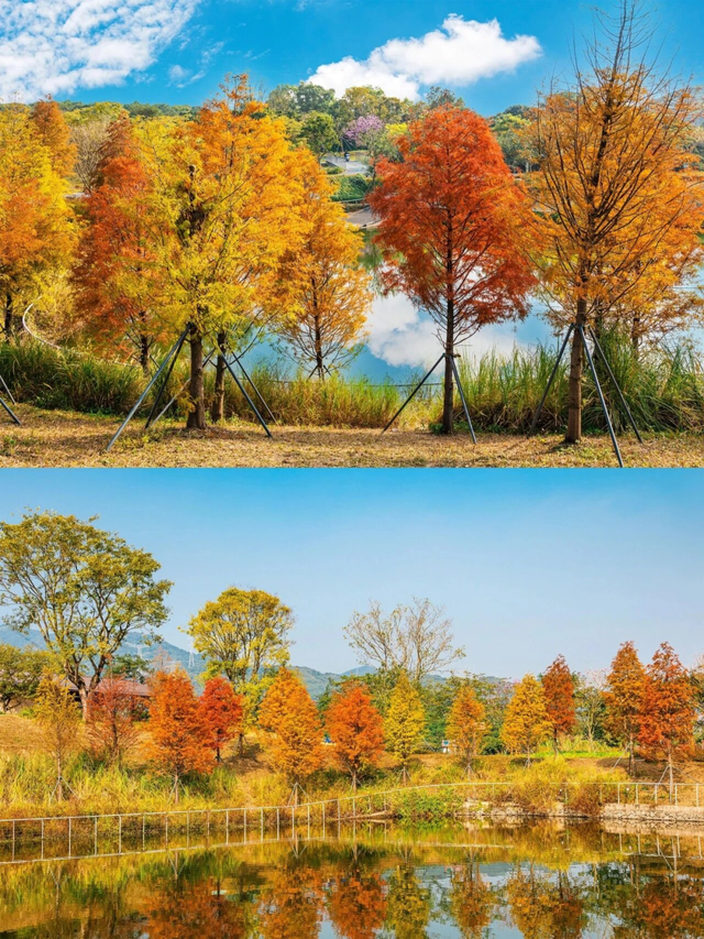 深圳落羽杉！红！了！