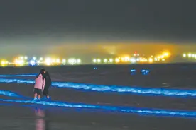 平潭海域再次上演蓝眼泪奇观图片