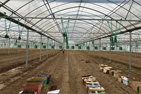 听说过蔬菜秸秆吗？用好了那是宝贝，用不好真是累赘图片