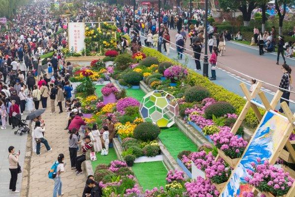 金秋菊展多种花卉组成彩带，汉口江滩百米“花街”出圈
