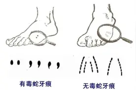 夏季高发！闵行也是蛇类主要分布区，还有蜈蚣，一旦被咬伤这样做→图片