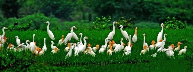 央视大片《珠江》里的花都④：花都的美，每一秒都封神~