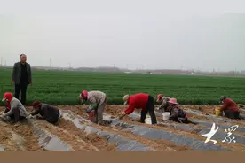 药材变“药财”，小安村提前“链入”医药大产业图片