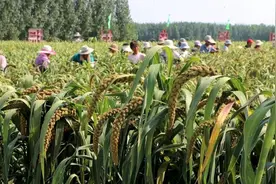 滨州邹平市西董街道：谷子飘香 喜开秋收“第一镰”图片