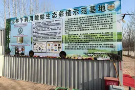 兰考林下蟾蜍养殖：开启中医药产业新征程图片