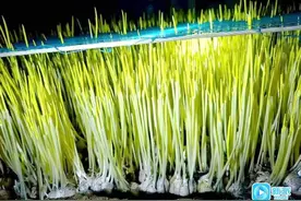 村村有好戏 | 藏在蒜黄里的 “增收密码”图片