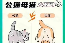 新手养猫必读！公猫和母猫差异大，哪种更适合你？看完秒懂！图片