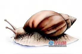 福建全省行动，集中灭除非洲大蜗牛！雨后遇上这种蜗牛，千万不要碰图片