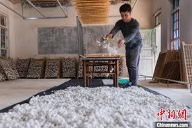 广西罗城：蚕茧采收忙图片