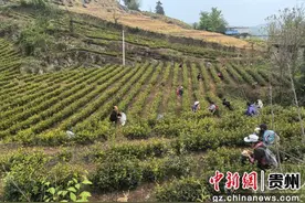 贵州德江强村富民茶园 绘就乡村发展新画卷图片