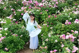 睢县：芍药花开迎客来图片