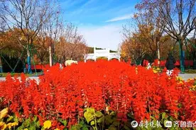 景区鲜花撤展，市民欣喜可以“领养”图片