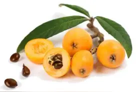 【健康】这种水果被称为“全科医生”，果子酸甜润五脏，叶子清肺止咳佳！图片