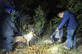“汪汪队”立功 寒夜接力追踪找回失踪老汉图片