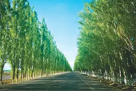 绿洲上的白杨图片