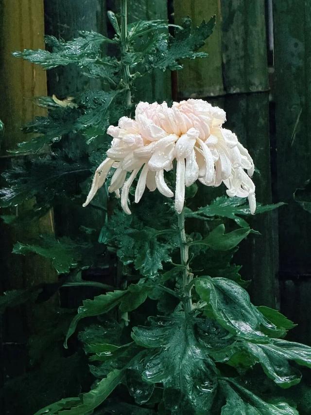 已开，免费！10万盆菊花、超多精彩活动等你来