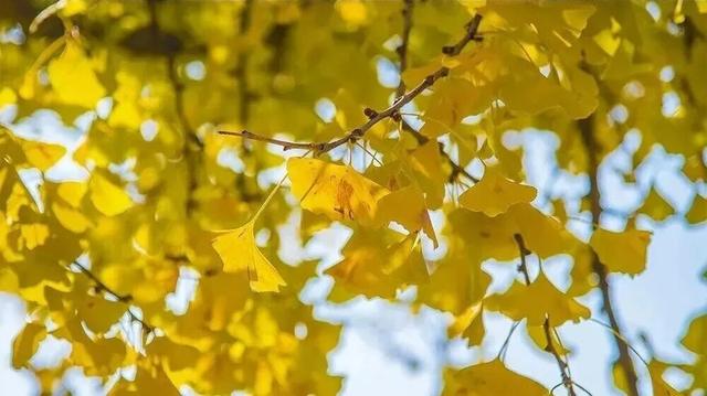 中国国家地理推介！宣城这里，将迎最美时刻！