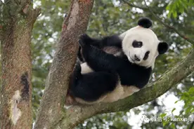 熊猫叻叻快回中国了！母亲嘉嘉疑有分离焦虑症，会客时间将错峰调整图片